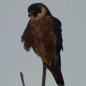 Falco longipennis at Garran, ACT - 11 May 2017 05:22 PM