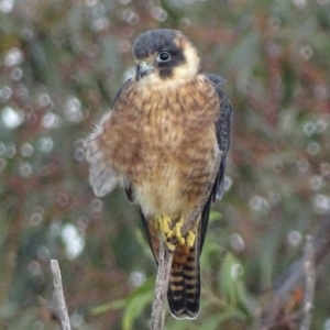 Falco longipennis at Garran, ACT - 11 May 2017 05:22 PM