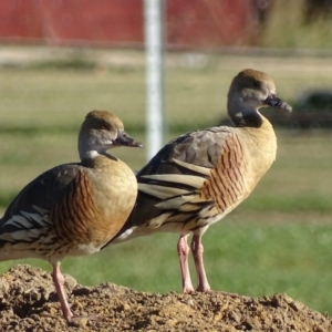 Dendrocygna eytoni at Bungendore, NSW - 10 May 2017