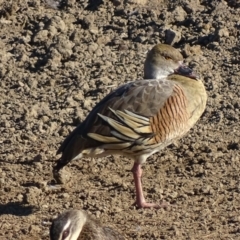 Dendrocygna eytoni at Bungendore, NSW - 10 May 2017