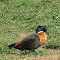 Tadorna tadornoides (Australian Shelduck) at Bungendore, NSW - 10 May 2017 by roymcd