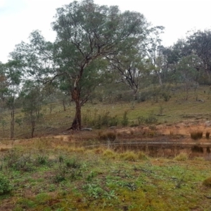 Petroica boodang at Michelago, NSW - 6 May 2017 12:00 AM