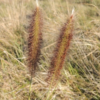 Cenchrus purpurascens (Swamp Foxtail) at Coombs, ACT - 7 May 2017 by MichaelBedingfield