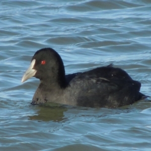 Fulica atra at Coombs, ACT - 7 May 2017