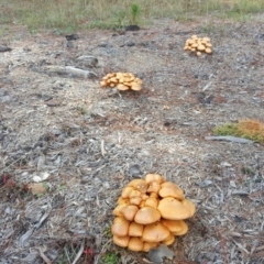 Gymnopilus junonius at Isaacs, ACT - 12 May 2017 10:46 AM