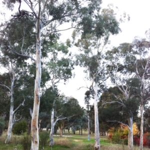 Eucalyptus mannifera subsp. mannifera at Red Hill to Yarralumla Creek - 11 May 2017 12:00 AM