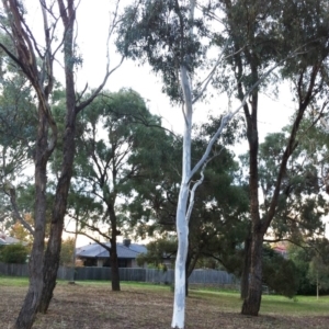 Eucalyptus mannifera subsp. mannifera at Red Hill to Yarralumla Creek - 11 May 2017 12:00 AM