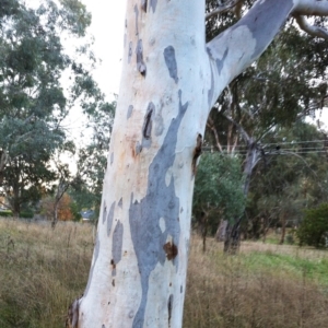 Eucalyptus mannifera subsp. mannifera at Red Hill to Yarralumla Creek - 11 May 2017 12:00 AM