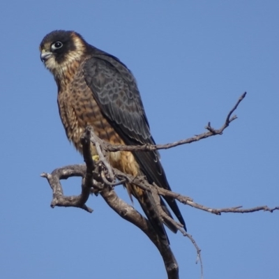 Falco longipennis (Australian Hobby) at Garran, ACT - 12 May 2017 by roymcd