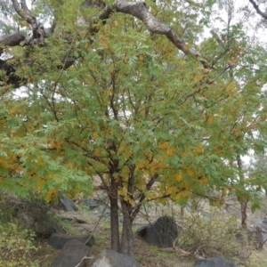 Sorbus domestica at Jerrabomberra, ACT - 12 May 2017