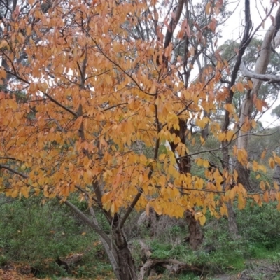 Prunus sp. (A Plum) at Jerrabomberra, ACT - 12 May 2017 by Mike