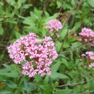 Centranthus ruber (Red Valerian, Kiss-me-quick, Jupiter's Beard) at Jerrabomberra, ACT - 12 May 2017 by Mike