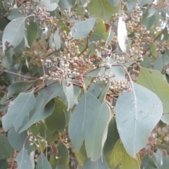 Eucalyptus polyanthemos (Red Box) at Symonston, ACT - 12 May 2017 by Mike