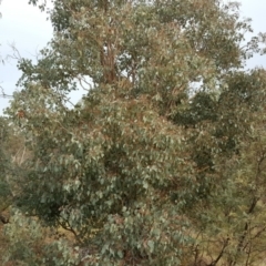 Eucalyptus polyanthemos at Mount Mugga Mugga - 12 May 2017 04:10 PM