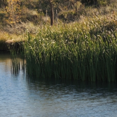 Typha sp. (Cumbungi) at Coombs, ACT - 7 May 2017 by michaelb