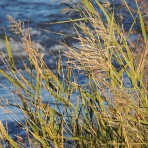 Phragmites australis at Molonglo River Reserve - 7 May 2017