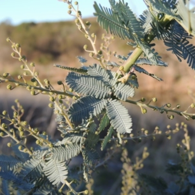Acacia baileyana (Cootamundra Wattle, Golden Mimosa) at Coombs, ACT - 7 May 2017 by MichaelBedingfield