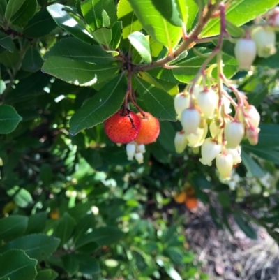 Arbutus unedo (Strawberry Tree) at Stromlo, ACT - 12 May 2017 by UserWEVJjASp