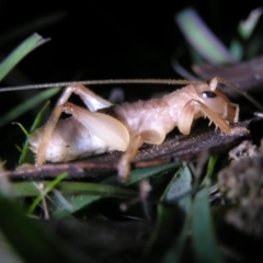 Gryllacrididae (family) at Rendezvous Creek, ACT - 5 May 2017 07:44 PM