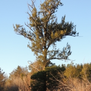 Casuarina cunninghamiana subsp. cunninghamiana at Molonglo River Reserve - 7 May 2017