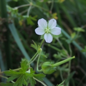 Geranium sp. Pleated sepals (D.E.Albrecht 4707) Vic. Herbarium at Molonglo River Reserve - 7 May 2017 06:32 PM