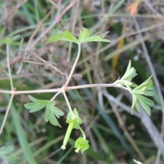 Geranium sp. Pleated sepals (D.E.Albrecht 4707) Vic. Herbarium at Molonglo River Reserve - 7 May 2017 06:32 PM