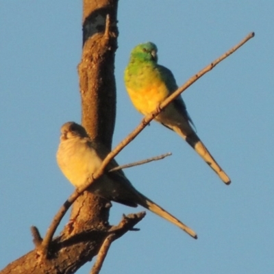 Psephotus haematonotus (Red-rumped Parrot) at Coombs, ACT - 7 May 2017 by michaelb