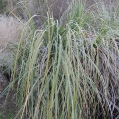 Cortaderia selloana (Pampas Grass) at Molonglo River Reserve - 7 May 2017 by michaelb