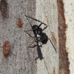 Myrmarachne sp. (genus) (Unidentified Ant-mimic jumping spider) at Canberra Central, ACT - 5 May 2017 by David