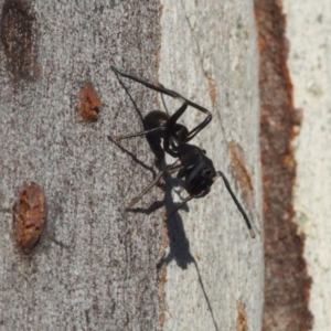 Myrmarachne sp. (genus) at Canberra Central, ACT - 6 May 2017