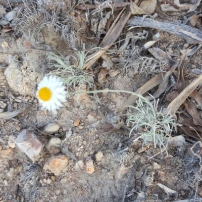 Leucochrysum albicans subsp. tricolor (Hoary Sunray) at Farrer, ACT - 13 May 2017 by Mike