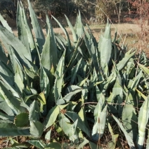 Agave americana at Farrer, ACT - 13 May 2017