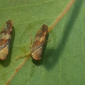 Brunotartessus fulvus at Farrer, ACT - 13 May 2017