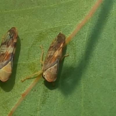 Brunotartessus fulvus (Yellow-headed Leafhopper) at Farrer Ridge - 13 May 2017 by Mike