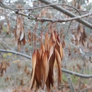 Fraxinus sp. at Isaacs Ridge - 13 May 2017