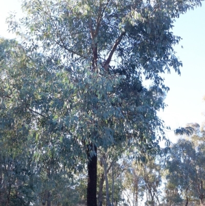 Eucalyptus sideroxylon (Mugga Ironbark) at Garran, ACT - 1 Jan 1980 by ruthkerruish