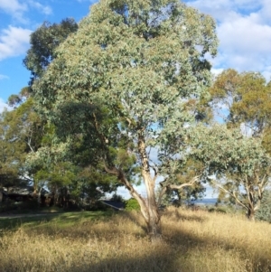 Eucalyptus polyanthemos at Little Taylor Grassland (LTG) - 5 May 2017 02:08 PM