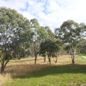 Eucalyptus polyanthemos at Kambah, ACT - 5 May 2017