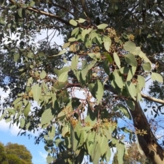 Eucalyptus polyanthemos at Little Taylor Grassland (LTG) - 5 May 2017 02:08 PM