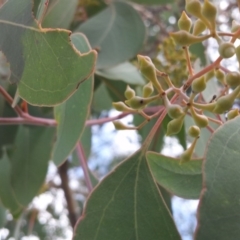 Eucalyptus polyanthemos at Little Taylor Grassland (LTG) - 5 May 2017 02:08 PM