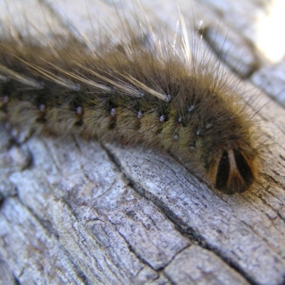 Anthela (genus) immature (Unidentified Anthelid Moth) at Kambah, ACT - 13 May 2017 by MatthewFrawley