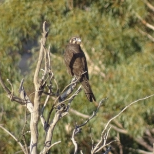 Falco berigora at Isaacs, ACT - 13 May 2017