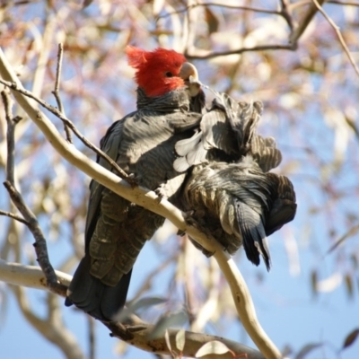 Callocephalon fimbriatum (Gang-gang Cockatoo) at Garran, ACT - 2 Oct 2015 by roymcd