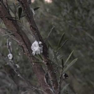 Callococcus acaciae at Molonglo River Reserve - 7 May 2017