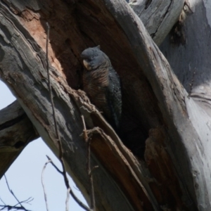 Callocephalon fimbriatum at Garran, ACT - 17 Oct 2016