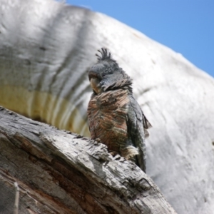 Callocephalon fimbriatum at Garran, ACT - 17 Oct 2016