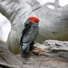 Callocephalon fimbriatum at Garran, ACT - 17 Oct 2016