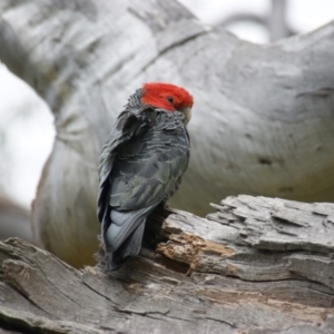 Callocephalon fimbriatum at Garran, ACT - 17 Oct 2016