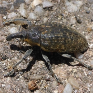 Larinus latus at Ainslie, ACT - 16 Jan 2015 01:11 PM