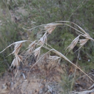 Themeda triandra at Molonglo River Reserve - 7 May 2017